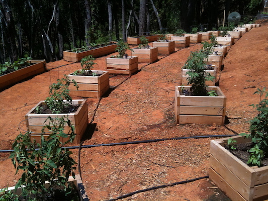 the Ledson's Family CSA Farm Tomato Plants
