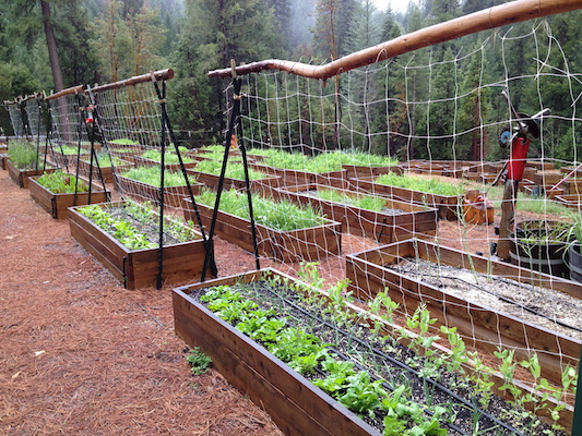 the Ledson's Family CSA Farm in the rain