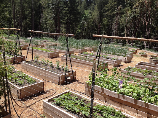 the Ledson's Family CSA Farm Raised Garden Beds