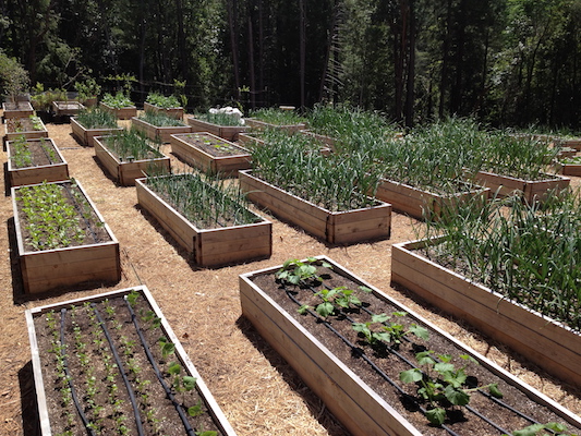 the Ledson's Family CSA Farm growing season