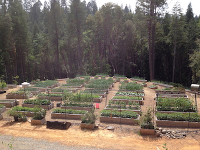 the Ledson's Family CSA Farm - Our Micro-Farm