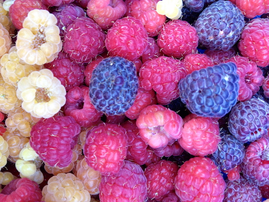 the Ledson's Family CSA Farm Raspberries