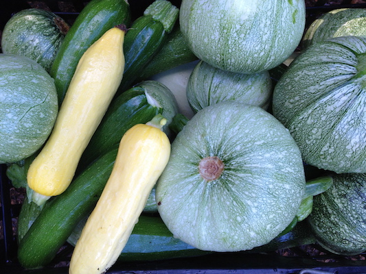 the Ledson's Family CSA Farm Summer Squash