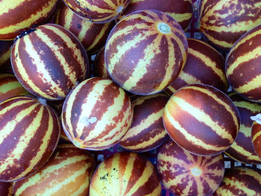 the Ledson's Family CSA Farm Mellons