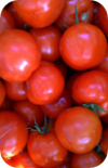 the Ledson's Family CSA Farm Tomatoes